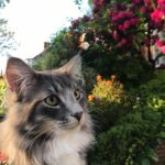 kék norvég erdei macska