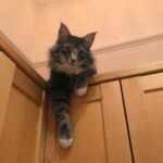 Konyha(szekrény) kalandok kék norvég erdei macska