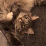 Horten a csodálatos kék norvég erdei macska