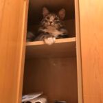 Konyha(szekrény) kalandok kék norvég erdei macska