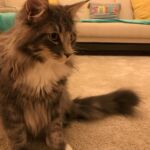 Horten a csodálatos kék norvég erdei macska