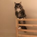 kék norvég erdei macska