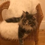 Horten a csodálatos kék norvég erdei macska