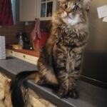 Molly, a szépséges