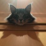 Konyha(szekrény) kalandok kék norvég erdei macska