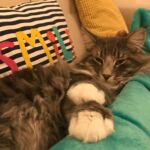 Horten a csodálatos kék norvég erdei macska