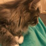 Horten a csodálatos kék norvég erdei macska