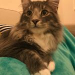 Horten a csodálatos kék norvég erdei macska