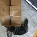 Horten és a doboz esete kék norvég erdei macska