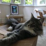 Horten és a doboz esete kék norvég erdei macska