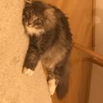 Horten a csodálatos kék norvég erdei macska