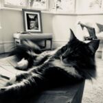 Horten és a doboz esete kék norvég erdei macska