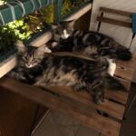 Picard és Flóra - kicsinek