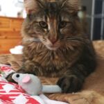 Molly, a szépséges