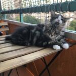 Picard és Flóra - kicsinek