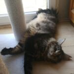 Molly, a szépséges