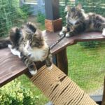 Leo és Rose kicsinek