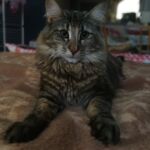 Molly, a szépséges