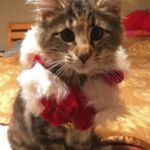 Molly új otthonában