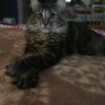 Molly, a szépséges