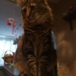 Molly, a szépséges