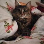 Molly új otthonában