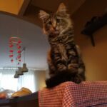 Molly új otthonában