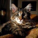 Molly, a szépséges