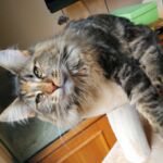 Molly, a szépséges