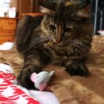 Molly, a szépséges