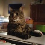 Molly, a szépséges