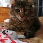 Molly, a szépséges