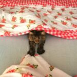 Molly új otthonában