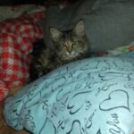 Molly új otthonában