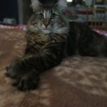 Molly, a szépséges