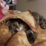 Molly új otthonában