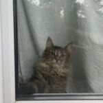 Molly, a szépséges