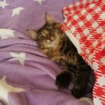 Molly, a szépséges