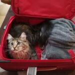 Molly, a szépséges