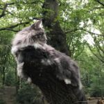 Séta az erdőben norvég erdei macska pórázon