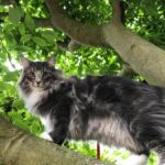 Séta az erdőben norvég erdei macska pórázon