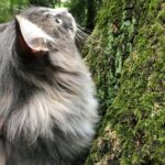 Séta az erdőben norvég erdei macska pórázon