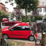 Sáta az utcán norvég erdei macska szabadban