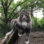 Séta az erdőben norvég erdei macska szabadban