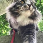 Séta az erdőben norvég erdei macska szabadban