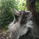 Séta az erdőben norvég erdei macska szabadban