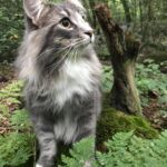 Séta az erdőben norvég erdei macska szabadban