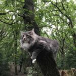 Séta az erdőben norvég erdei macska szabadban