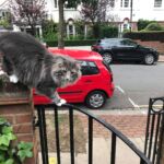 Sáta az utcán norvég erdei macska szabadban