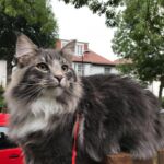 Sáta az utcán norvég erdei macska szabadban